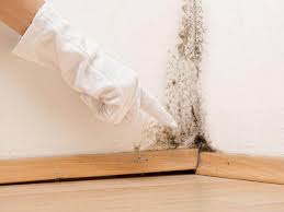 Best Black Mold Removal  in Jacksboro, TN